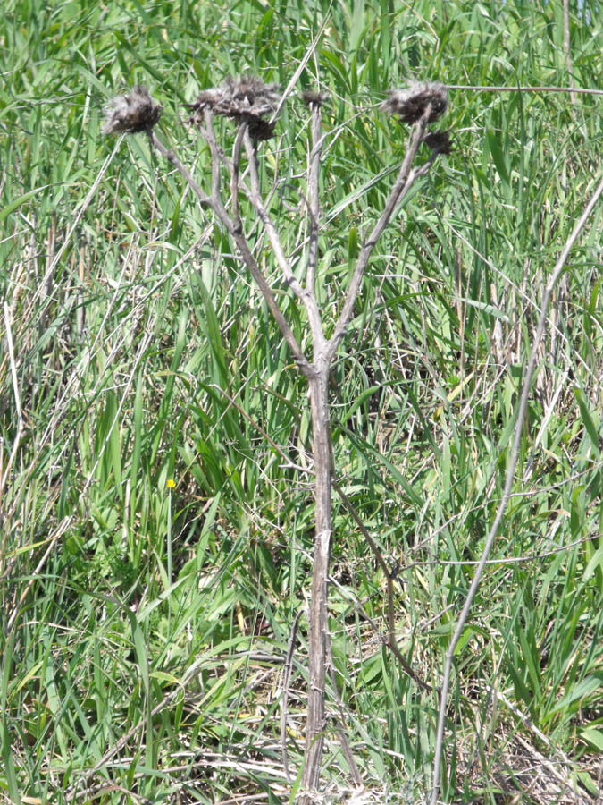 Cynara cardunculus maremmano